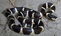King snake Macho adulto