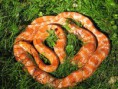 Corn Snake Femea adulta