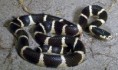 King snake Macho adulto